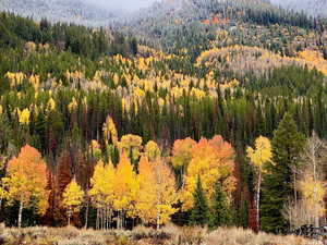 Drone / aerial view of a heavily wooded area and a mountainous background