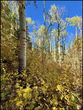 Tree marker to indicate direction of top lot 35 marker