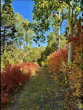 Looking down along top road above lots