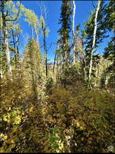 Looking out from lot 35