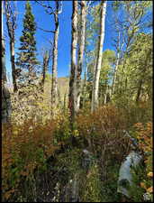 Orange tree flag just 5 feet away from lot 34-35 top corner