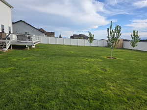 Beautiful lawn with new trees planted