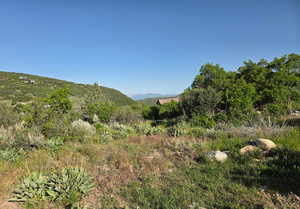 Some of your acre+ yard with natural habitat for all the wildlife to roam.