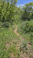 View of wooded area