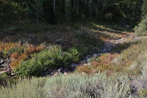 View of wooded area
