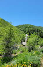 View of tree filled area