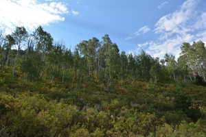 View of woods
