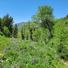 View of local wilderness with a mountain backdrop