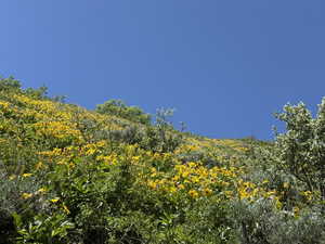View of woods