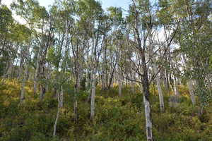 View of undeveloped land