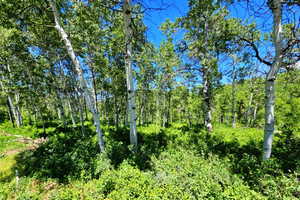 View of local wilderness
