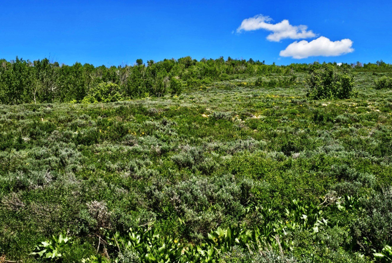 View of local wilderness
