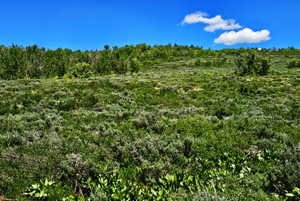 View of local wilderness