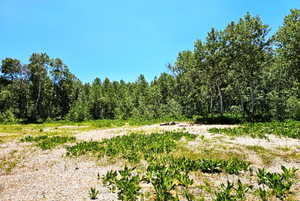 View of tree filled area