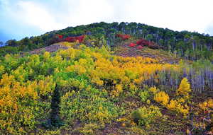 View of mountain background featuring a heavily wooded area