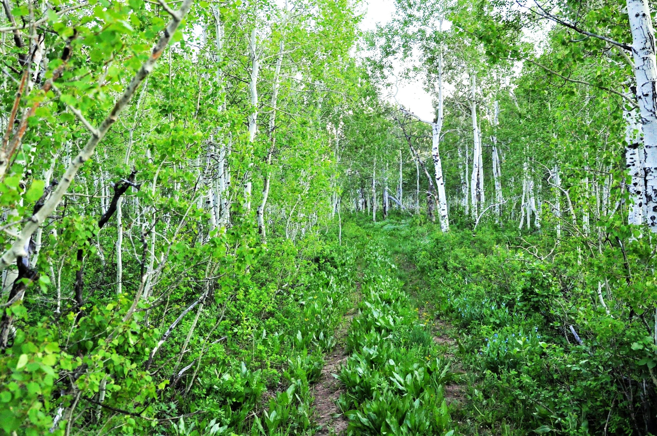 View of local wilderness