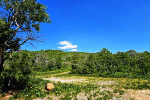 View of woods