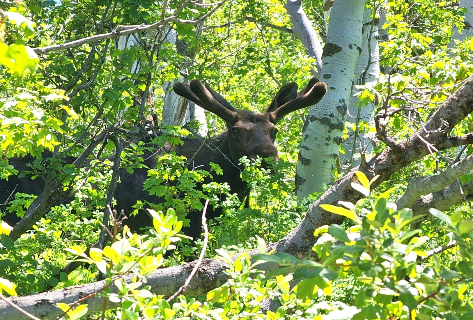 View of nature