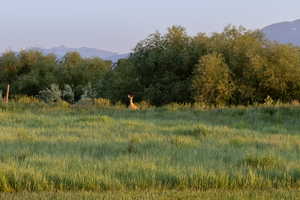 View of mountain backdrop featuring wildlife