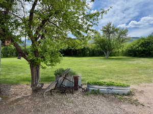 View of grassy yard