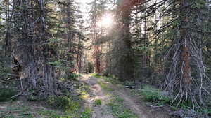 View of tree filled area