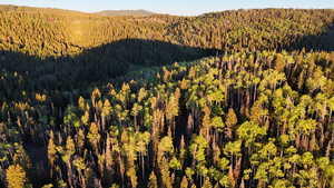 Mountain view with a forest