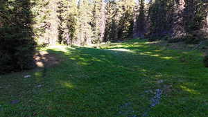 View of green lawn featuring a forest view