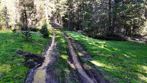 View of yard with a wooded view