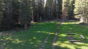 View of green lawn with a forest view