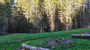 View of grassy yard with a forest view