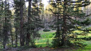 View of woods