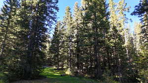 View of tree filled area
