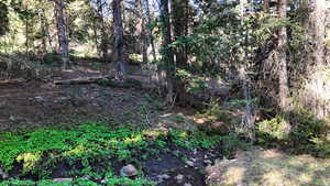 View of local wilderness