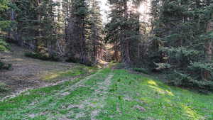View of yard featuring a wooded view