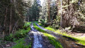 View of dirt / gravel road with a wooded view