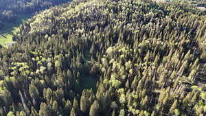 Drone / aerial view of a forest