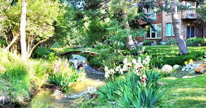 View of back of the home with creek, walking bridge, pine trees, Blue Spruce, and oaks.