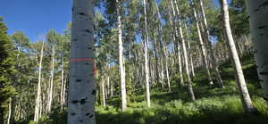 Boundary has Orange tagging on trees