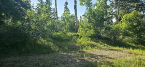 View of tagged tree across construction road