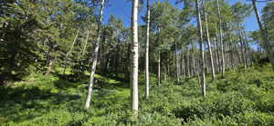 Facing Southeast from North boundary