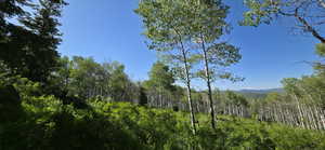 Meadow roughly 200 feet into lot form cul-de-sac