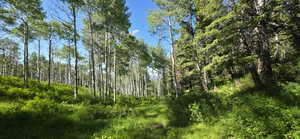 meadow on the left, Pines leading up the mtn on the right.