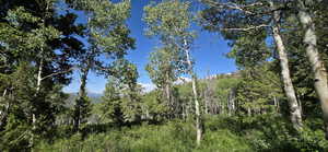 To the right of lot Meadow leading into Pines