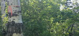 Behind tagged tress is Northwest surveyed boundary marker. Across construction road.