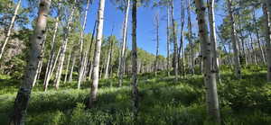 Quaking Aspens