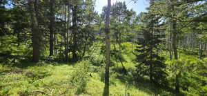 View from Pines facing West