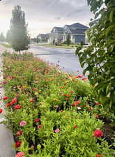 Flowers, when in Bloom, on Park strip