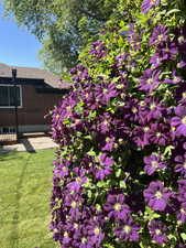 View of grassy yard