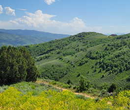 View of mountain backdrop with a forest