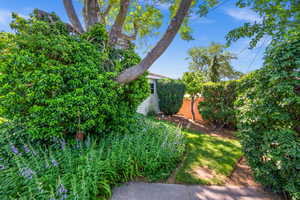 View of backyard